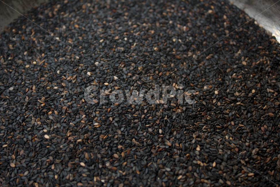 brown,closeup,dry,dummy,food,gold,grain,macro,meal,natural,nature,organic,plant,seed,seeds,sesame,sesameseed,sesameseeds,top,topangle,topview,yellow,깨,참깨,곡식,곡류,음식,음식재료,식재료,식물,씨앗,씨,갈색,브라운,말린,말리는,건조,자연,클로즈업,탑앵글,탑뷰,깨소금,농작물,농촌,농사,음식,식재료,요리,food,cook,meal,dishes,food reserves,곡류,곡식,cereals