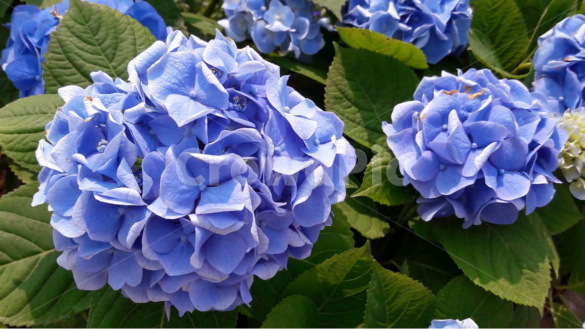 수국,꽃,파란,냉정,고양국제꽃박람회,식물,자연,plants,nature,꽃,flower