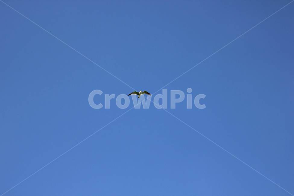 하늘,새,sky,bird,비상,날다,자연,nature,fly,flying
