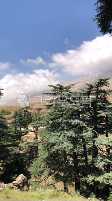 Lebanon,cedar tree,lebanon,Samnimu,fir