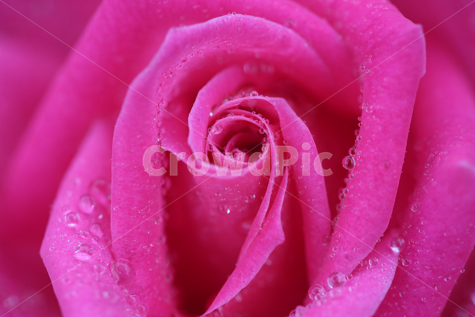 꽃,장미,빗방울,flower,rose,raindrop,식물,자연,plants,nature,꽃,flower