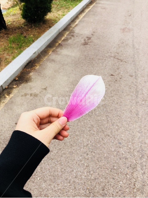 목련,봄,꽃,spring,꽃잎,길,봄이미지,봄날,flowers,식물,핑크색,자연,꽃,flower,사람,인물,인간,human,person,신체일부,몸,body