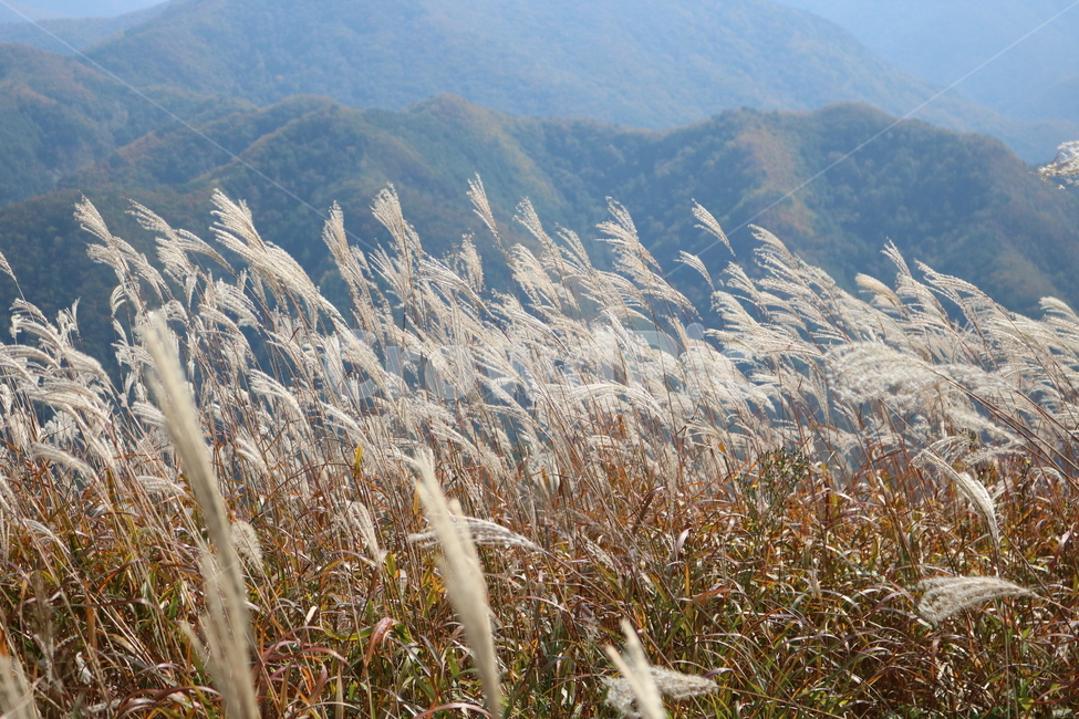 grass,plant,식물,lawn,잔디,reed,갈대,민둥산,가을억새,가을,계절,fall,autumn,season,자연,풍경,nature,landscape,식물,plants
