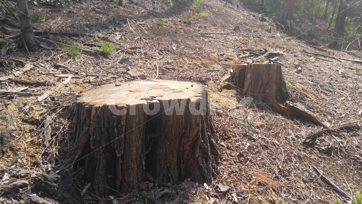 나무,밑둥,나이테,원목,나무의자,tree,쉼터,벤치,의자