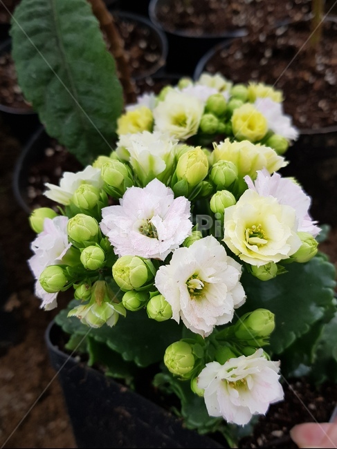 꽃,흰꽃,노란꽃,flowers,flower