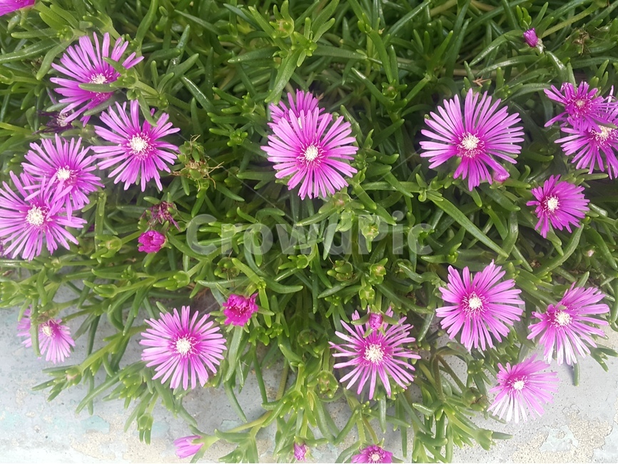 꽃,플라워,여행,풍경,자연,식물,자연,plants,nature,꽃,flower