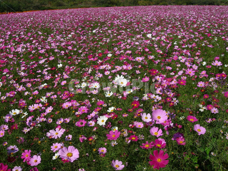 꽃,코스모스,가을,분홍,꽃밭,자연,식물,공원,flower,cosmos,autumn,pink,park