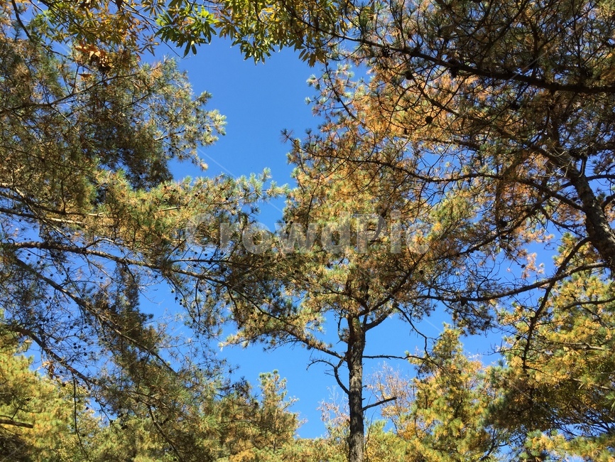 나무,식물,나무줄기,tree,plant,식물,자연,plants,nature,나무,trees,wood