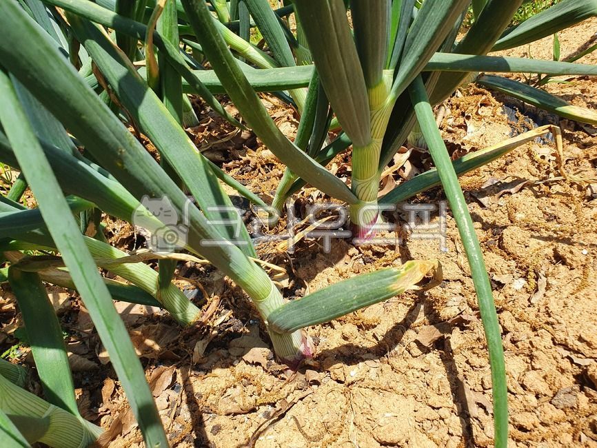 plant,식물,대파,농사,농작물,대파뿌리,뿌리