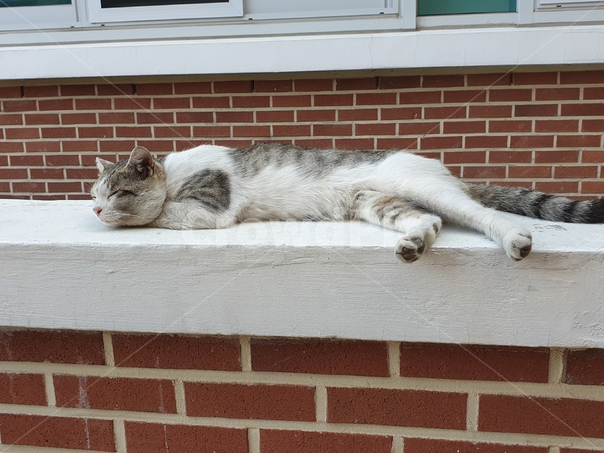 길양이,길냥이,고양이,cat,load,길고양이,동물,animal,포유류,mammal,고양이,cat,kitten,kitty
