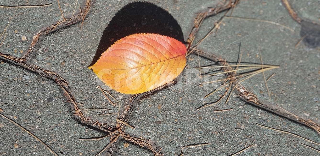 단풍,낙엽,가을,나무잎,바닥,땅,계절,잎,ground,leaf,식물,plant,차가운,시멘트,마른솔잎,그림자