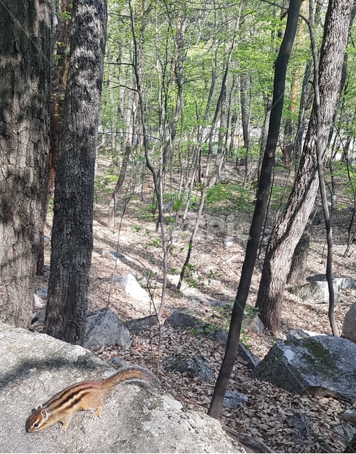 다람쥐,산속,숲속,숲속동물,산길