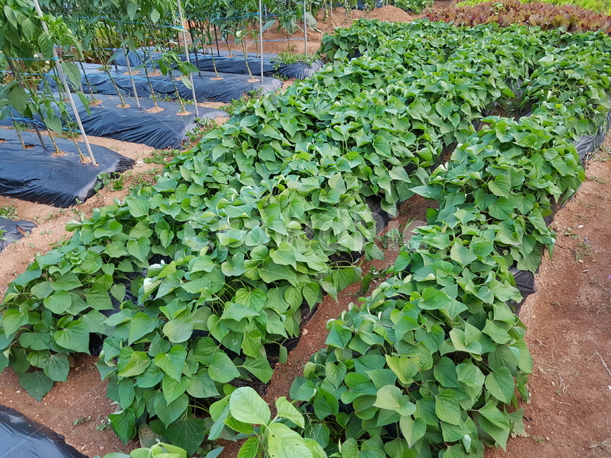 고구마,텃밭,자연,수확,열매,산업,industry,industrial,농업,농사,agriculture,farming,farming industry