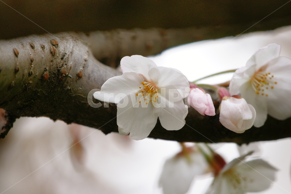 벚꽃,꽃,봄,가지,꽃잎,꽃봉오리,나무가지,꽃술,봄,계절,spring,season,식물,자연,plants,nature,꽃,flower,plant