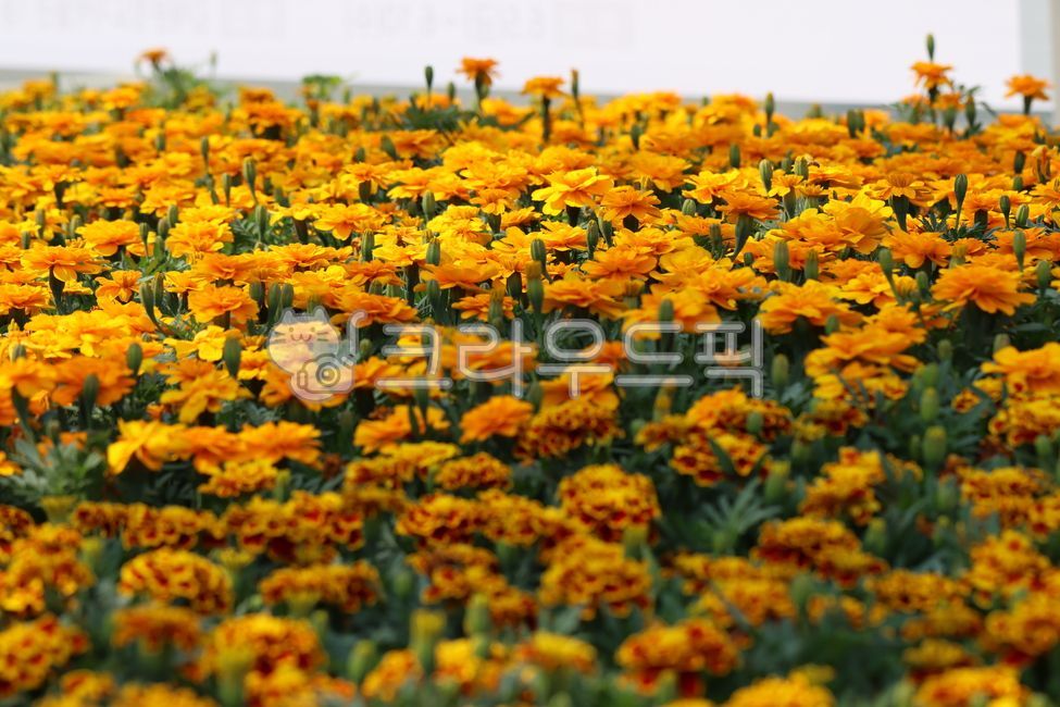 노랑색,노랑색꽃,노란꽃,노란색꽃,노란꽃밭,노랑꽃밭,petal,꽃잎,blossom,flower,꽃,plant,식물,만수국,메리골드,풍경,공원,밭,꽃밭,배경,근접,접사