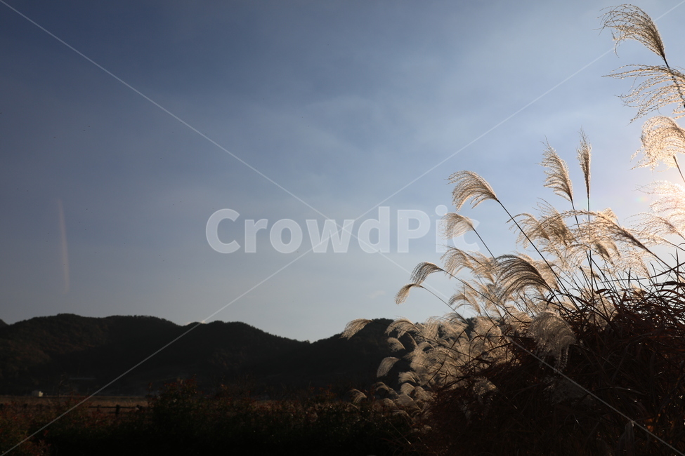 여수가사리,갈대,습지,가을,풍경,가을,계절,fall,autumn,season,자연,풍경,nature,landscape,grass,잔디,plant,식물,lawn,reed