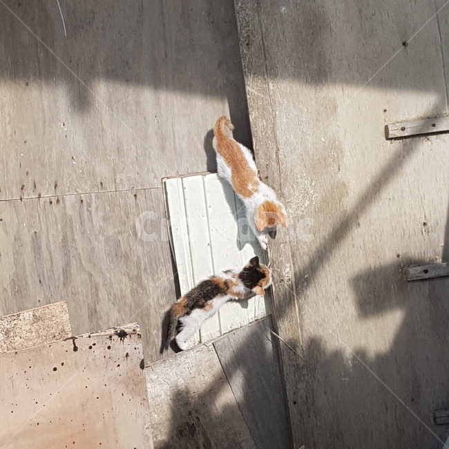 고양이,새끼고양이,길고양이,판자,그림자