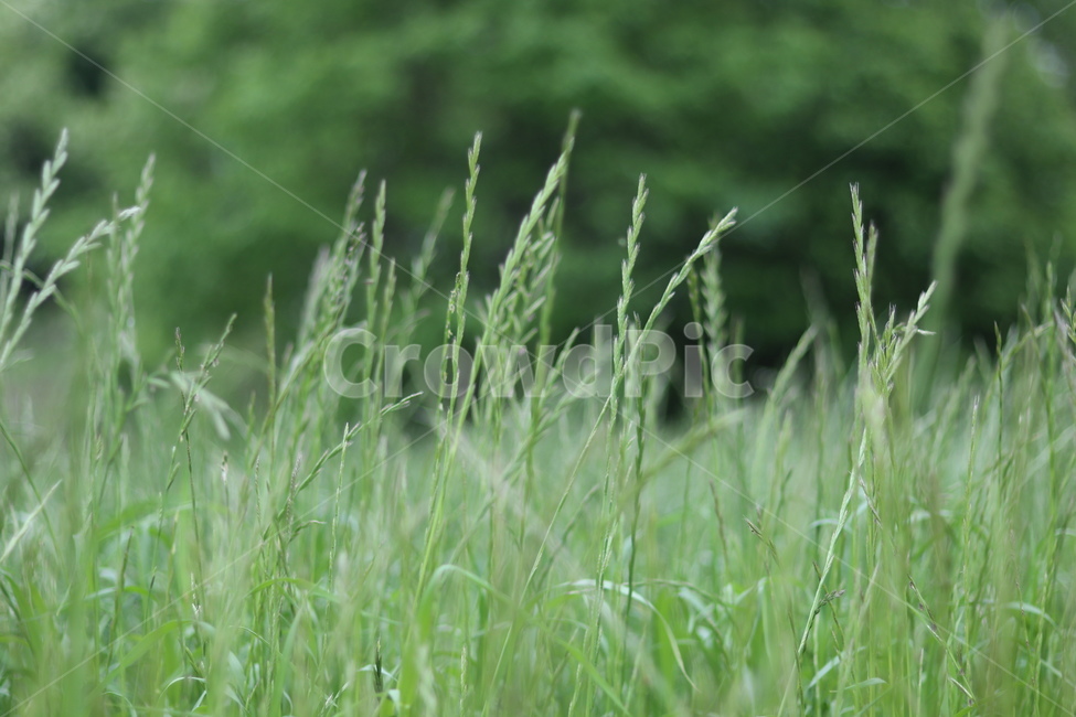 풀,잡초,초록,봄,흐림,식물,자연,plants,nature