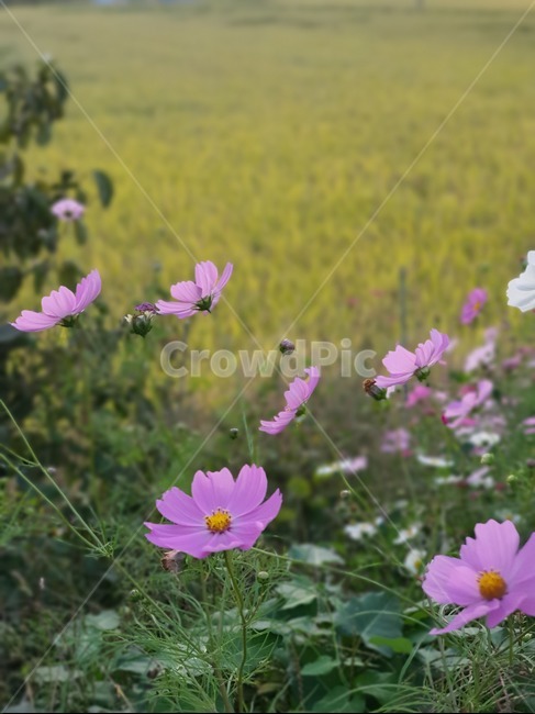 꽃,코스모스,flower,식물,plant,blossom,가을,자연