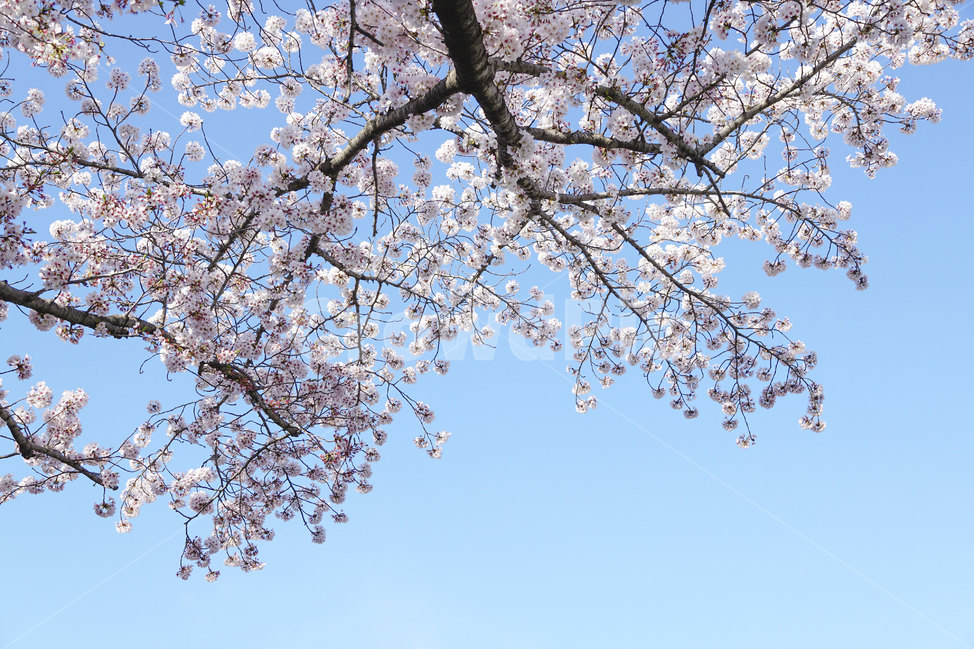 봄,벚꽃,풍경,파란하늘,꽃,파란색,하얀색,감성,spring,cherryblossom,Landscape,bluesky,flower,white,blue,tree,sensitivity,봄,계절,spring,season,식물,자연,plants,nature,꽃,flower,plant,blossom