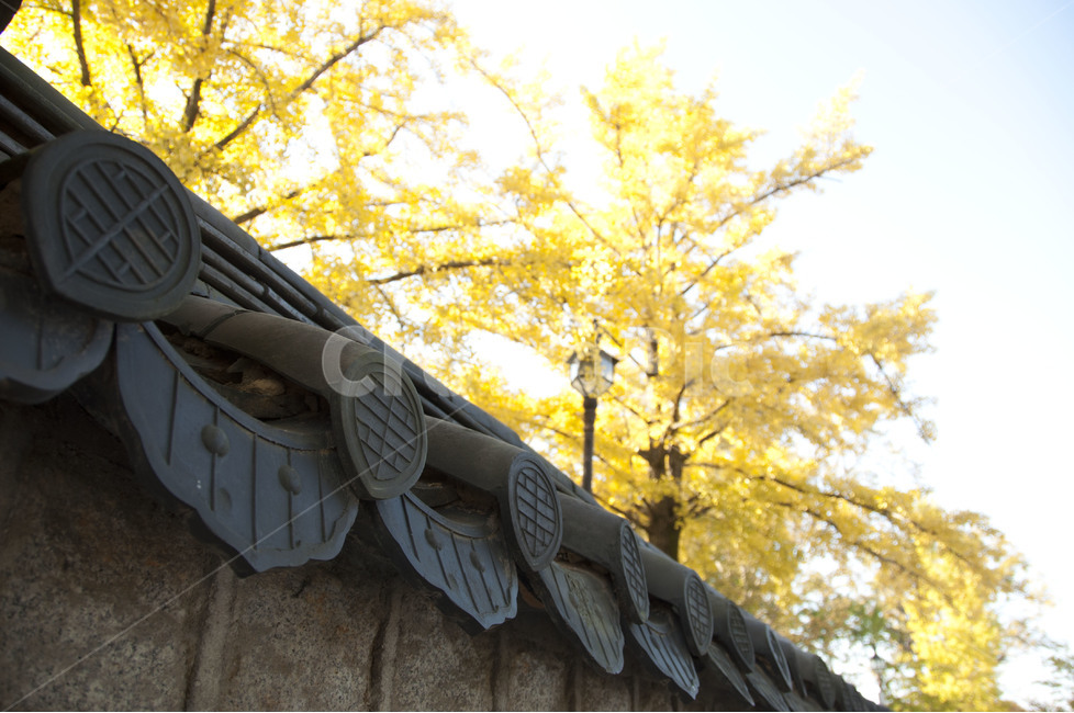 전주,가을,가을풍경,한옥,낙엽,은행나무,풍경,가을하늘,처마,가을,계절,fall,autumn,season,한국전통,한국문화,korean traditional,korean culture,건축물,건물외관,exterior,building,structure,architecture,construction,tree,나무,plant,식물