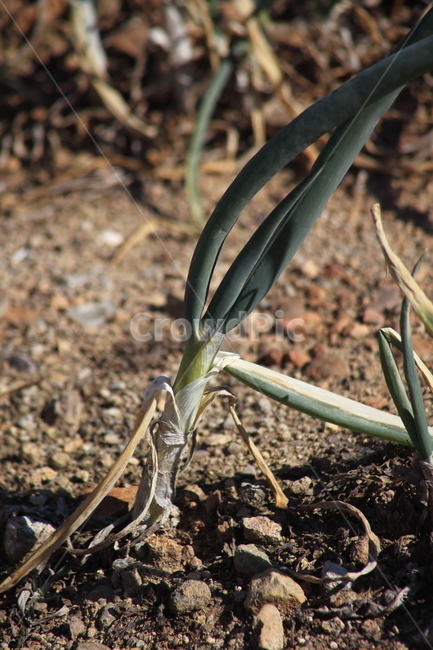 파,채소,초본식물,springonion,alliumfistulosum,식물,자연,plants,nature,채소,야채,vegetables,산업,industry,industrial,농업,농사,agriculture,farming,farming industry
