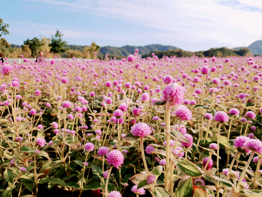 꽃,꽃밭,식물,풀,자연,분홍색꽃,분홍색,자연,풍경,nature,landscape,식물,plants,꽃,flower,plant