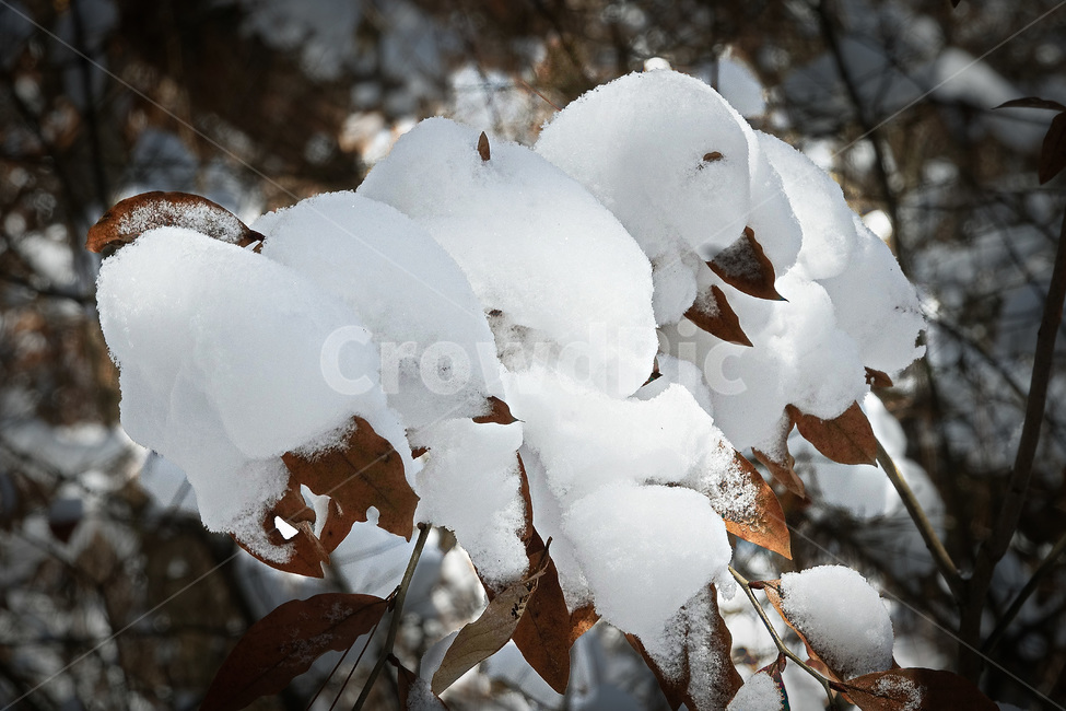 눈,설경,자연,겨울,눈꽃,snow,전북의산,완주군,모악산,겨울,계절,winter,season