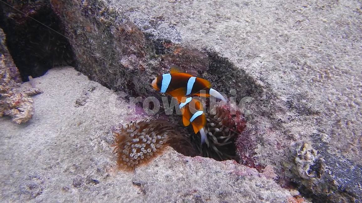 니모,물고기,바다,스쿠버다이빙,자연,여름,greatbarrierreef,호주,그레이트배리어리프,fish,ocean,sea,nemo,nature,동물,animal,어류,물고기,fish
