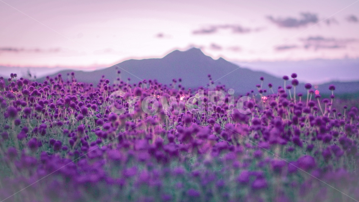 천일홍,꽃,핑크,식물,gomphrenaglobosa,flowers,pink,plant,꽃밭,식물,자연,plants,nature,꽃,flower,색깔,색상,색채,색감,color sense,color sensitivity,feeling of color