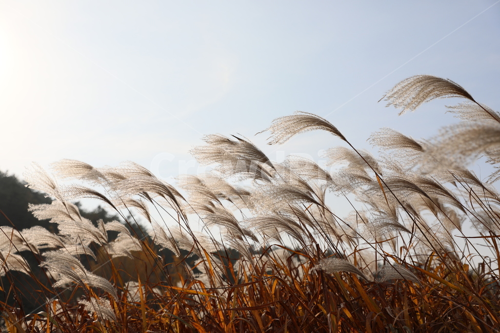 가을,억새,풍경,식물,자연,가을,계절,fall,autumn,season,식물,자연,plants,nature,grass,잔디,plant,lawn,reed,갈대