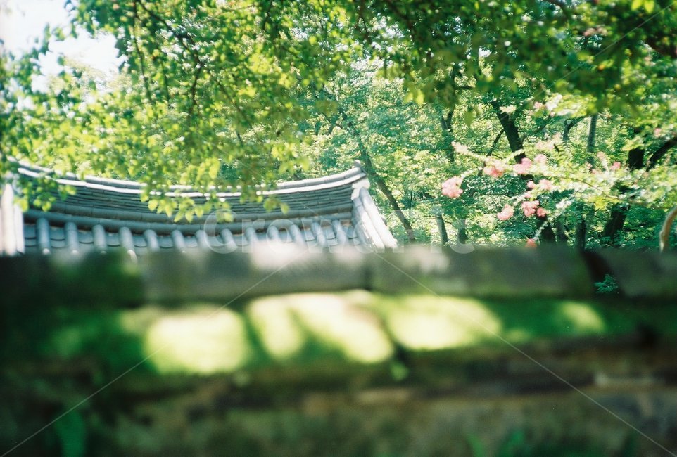 나무,기와,풍경,햇살,지붕,녹색,전통적인,한국의,자연,관광지,tree,rooftile,touristattraction,green,korean,nature,sunshine,roof