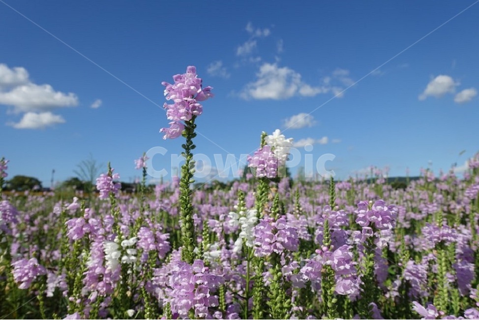꽃,구름,하늘,자연,풍경,식물,자연,plants,nature,꽃,flower
