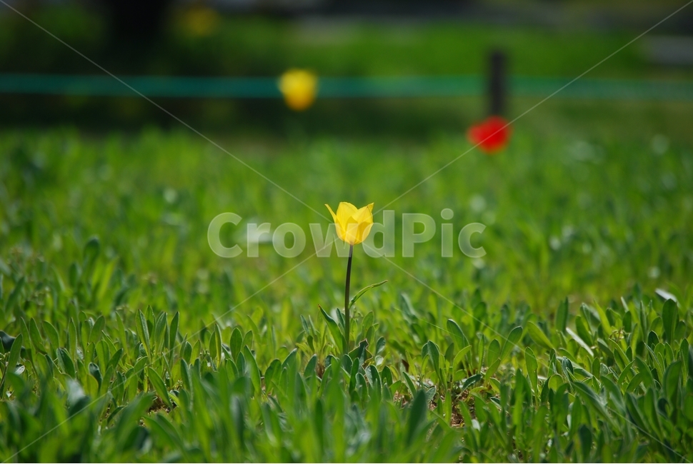 튤립,봄,공원,나들이,봄꽃,식물,봄,계절,spring,season,식물,자연,plants,nature,꽃,flower,plant,grass,잔디