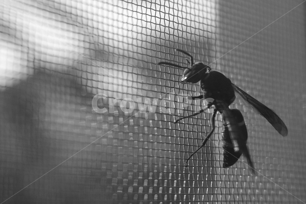벌,말벌,창문,bee,wasp