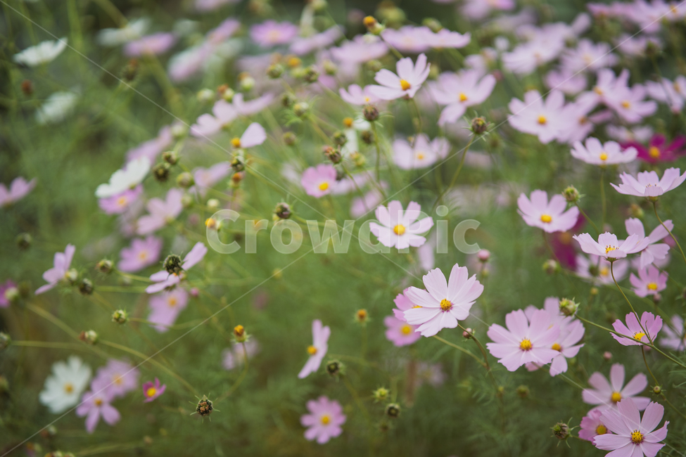 꽃,식물,flowers,botanical,plant,식물,자연,plants,nature,꽃,flower