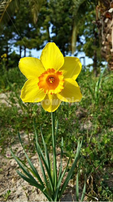 수선화,flower,꽃,blossom,식물,plant