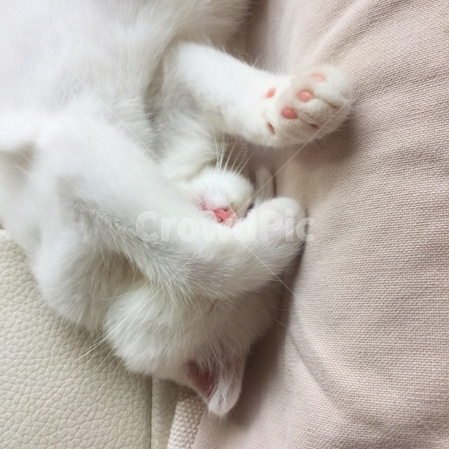 고양이,cat,스코티쉬폴드,집사,감성,동물,animal,포유류,mammal,고양이,cat,kitten,kitty