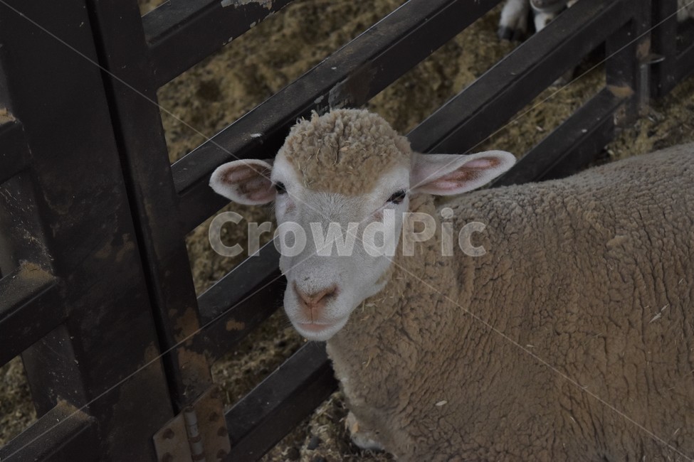 mammal,포유류,animal,동물,sheep,양,동물,animal,포유류,mammal