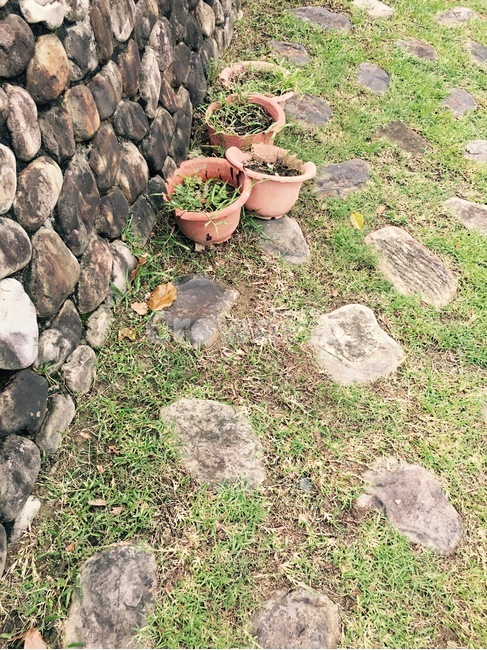 돌담,화분,잔디,돌,길가,감성,감성사진,자연,풍경,nature,landscape,rock,록