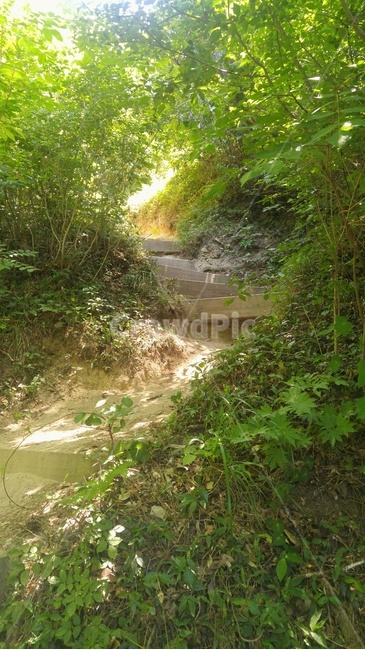 자연,나무,오솔길,산,풀,nature,trail,path,mountain