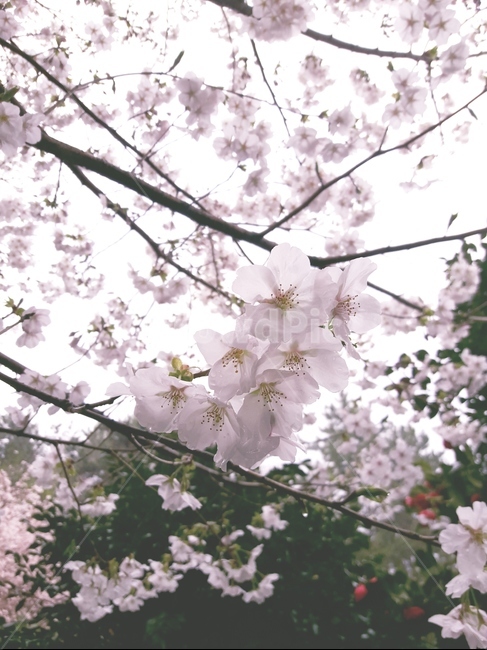 벚꽃,꽃,봄,핑크,계절,flower,식물,배경,spring