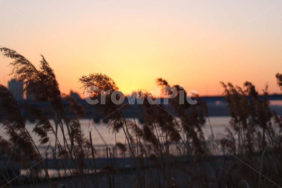 갈대,감성,한강,일몰,물결,도시,풍경,city,landscape,한국도시풍경,한국도시경관,korea cityscape,식물,자연,plants,nature,실루엣,그림자,silhouette,shadow,감성,sensible,feeling,grass,잔디,plant,lawn,reed