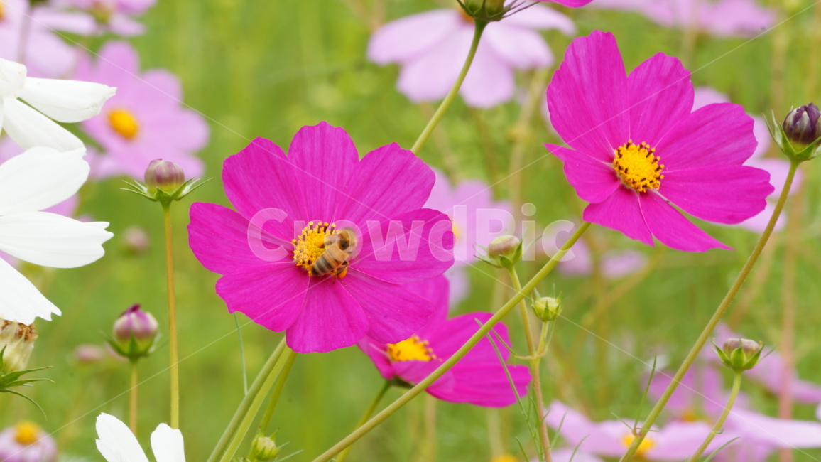 꽃,꽃길,식물,코스모스,코스모스축제,가을,계절,fall,autumn,season,식물,자연,plants,nature,꽃,flower,blossom,geranium,제라늄,plant