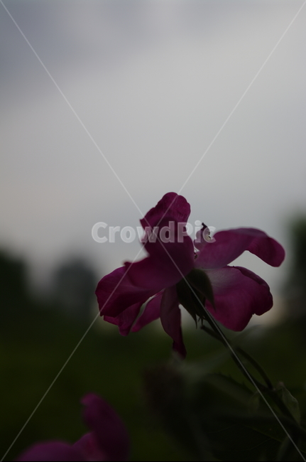 장미,꽃,flower,식물,plant,자연,nature