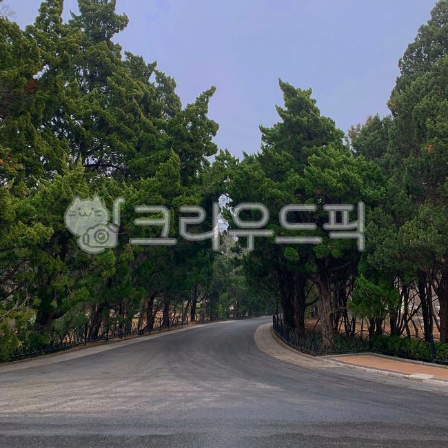 아스팔트, asphalt, tree, 나무, plant, 사진,이미지,일러스트,캘리그라피 - 은진음진작가