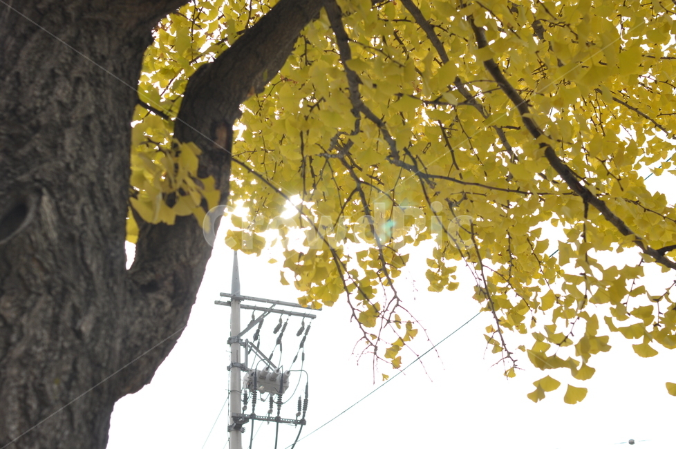가을,나무,가을풍경,풍경,단풍,낙엽,가을,계절,fall,autumn,season,자연,풍경,nature,landscape,tree,plant,식물