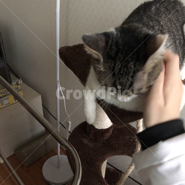 고양이,냥이,야옹이,동물,고등어태비,코리안숏헤어,코숏,아기고양이,동물,animal,고양이,cat,kitten,kitty