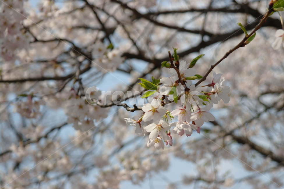 봄,자연,꽃,벚꽃,cherryblossoms