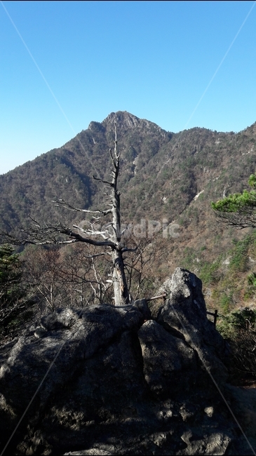 지리산,천왕봉,산,고사목,가을,국립공원,자연,풍경,nature,landscape,한국자연풍경,한국자연경관,korea nature landscape,식물,plants,나무,trees,wood,plant,tree,abies,아비,fir,전나무